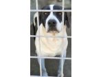 MARILU' tranquilla e pacata, taglia media. CANE IN ADOZIONE
