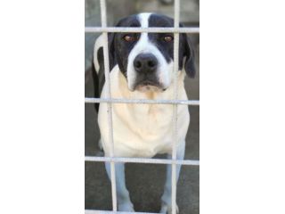MARILU' tranquilla e pacata, taglia media. CANE IN ADOZIONE