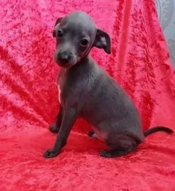 Dispone di Levriero Italiano cuccioli - Foto 2