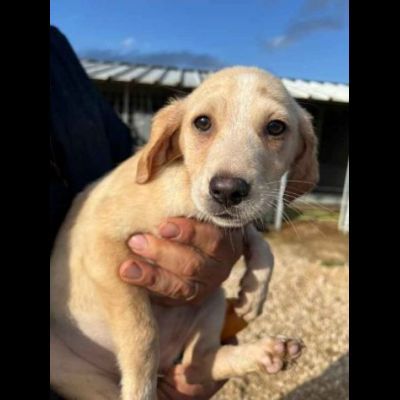 SALLY COCCOLINA AMOROSA, CUCCIOLA IN ADOZIONE - Foto 3