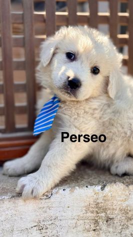 Cuccioli di maremmano - Foto 5