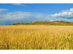 10 Ettari Irrigui per l'agricoltura e/o la caccia