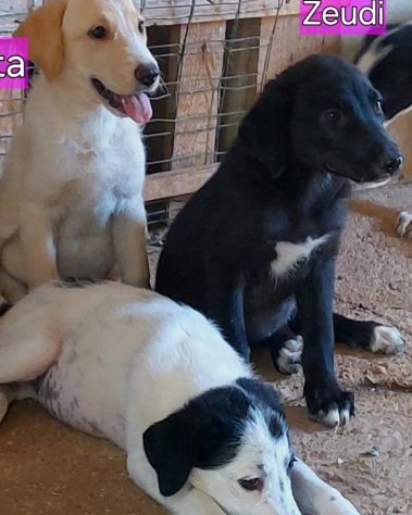 CUCCIOLI IN ADOZIONE - Foto 2
