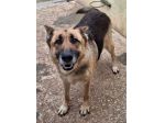 GRETA PASTORE TEDESCO 6 ANNI