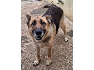 GRETA PASTORE TEDESCO 6 ANNI