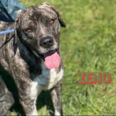 JAGO E ZENO ADORABILI TENERONI CANI IN ADOZIONE DI COPPIA tg MEDIA - Foto 2