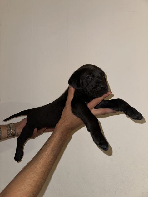 🐾Cuccioli di cane corso in cerca di una famiglia 🐾 - Foto 10
