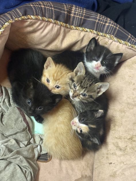 Regalo gattini di due mesi