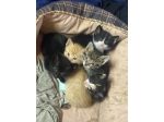 Regalo gattini di due mesi