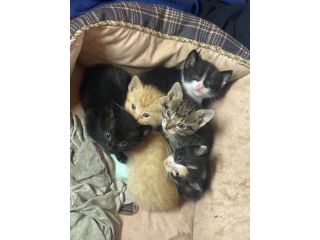 Regalo gattini di due mesi