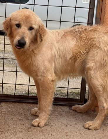 GOLDIE 5 ANNI simil Golden Retriever - Foto 6