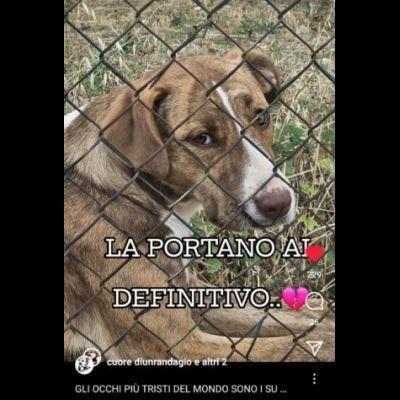 LO SGUARDO DI MACCHIA, GIOVANE CAGNOLINA IN ADOZIONE - Foto 3