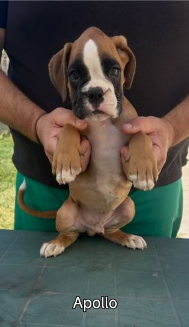Cuccioli boxer da Riproduzione Selezionata - Foto 9