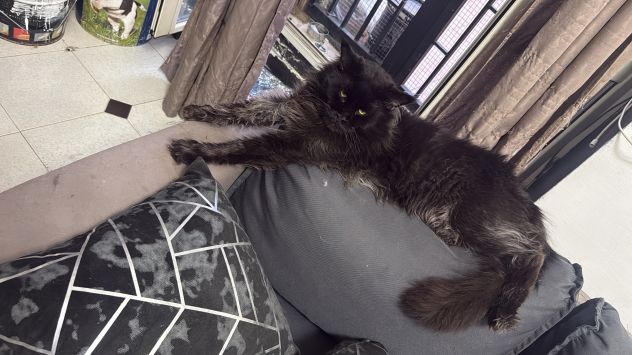 Maine Coon xxl AltaGenetica - Foto 2