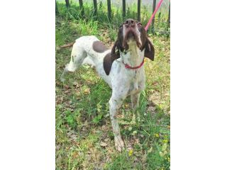 Goya 3 anni bracco