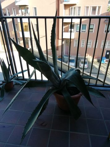 Pianta agave - Foto 3
