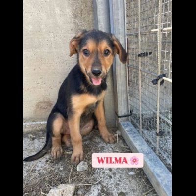 BETTY  FRED  BARNEY  WILMA  CIOTTOLINA  TENERISSIMI CUCCIOLI IN ADOZIONE - Foto 3