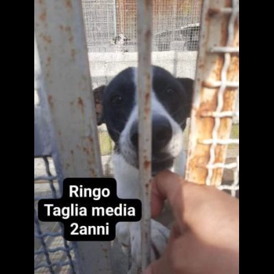 Cagnolini in adozione: RINGO ROMOLA BELLA FREDDY PABLO MONDO - Foto 3