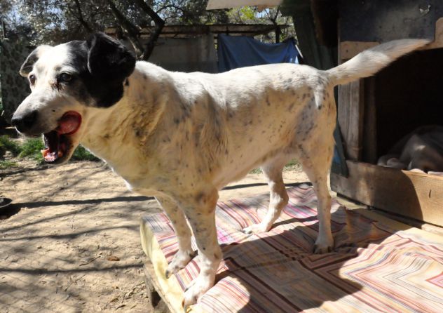 DORA, deliziosa cagnolina agée - Foto 2