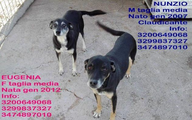 Splendidi cani in cerca di casa URGENTE! - Foto 8