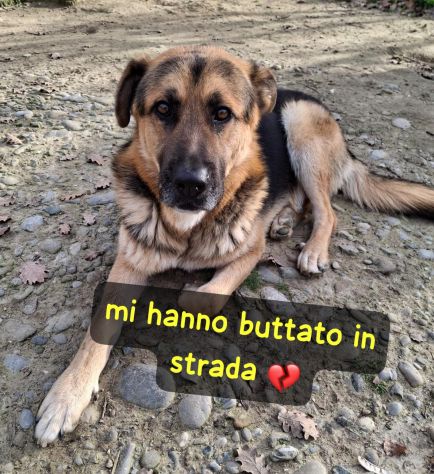 IRON PASTORE TEDESCO LO HANNO BUTTATO IN STRADA - Foto 2