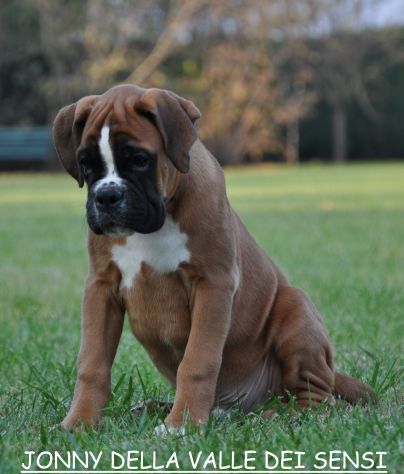 BOXER CUCCIOLI VENDO A REGGIO EMILIA E MODENA- BOXER VENDO A MODENA - Foto 4