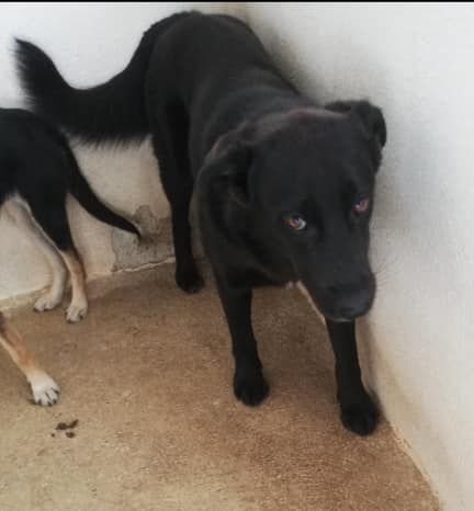 DONNA meravigliosa, aspetta il suo riscatto. CAGNOLINA IN ADOZIONE - Foto 8