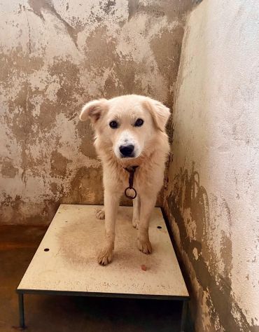 RUNNER CANE IN ADOZIONE - Foto 9
