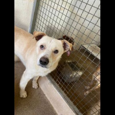 LIVIO UNA SPERANZA PER LUI, CANE IN ADOZIONE TG MEDIA - Foto 5