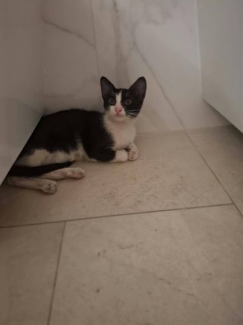 Burrito in adozione - Foto 2