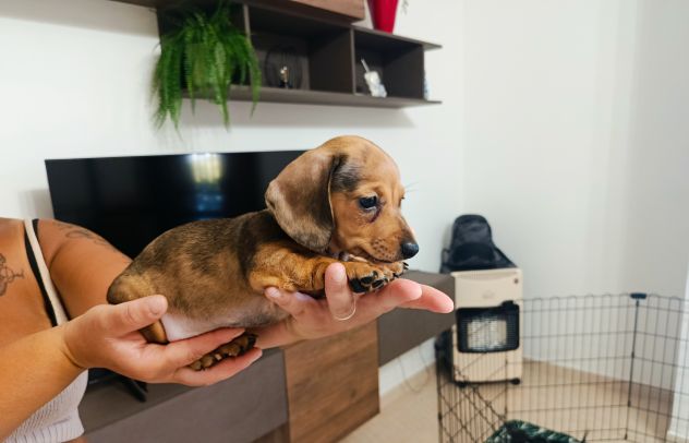 Cuccioli di bassotto nano - Foto 4