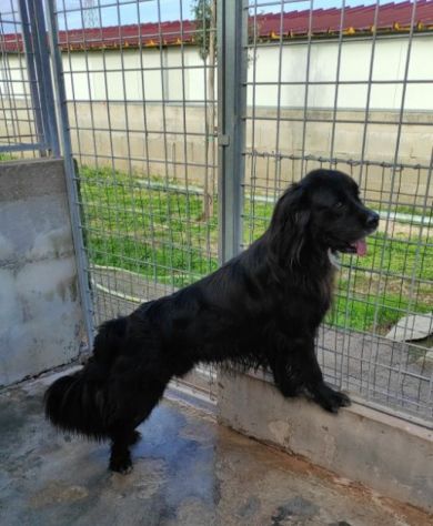 CANE IN ADOZIONE: NADAL, adorabile tenerone. - Foto 10