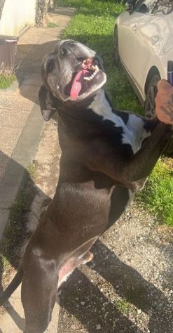 JAISON cane eccezionale in cerca di casa! - Foto 3