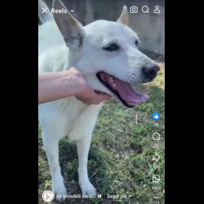 CUKY SEMPLICEMENTE DELIZIOSA CAGNOLINA IN ADOZIONE - Foto 6