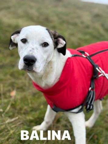 BALINA, cucciola mix DOGO ARGENTINO. Tenerissima!! - Foto 2