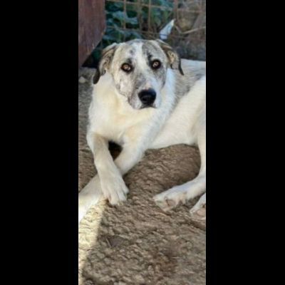 VALENTINO BELLISSIMO CUCCIOLONE IN ADOZIONE - Foto 6