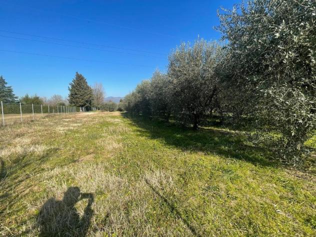Terreno agricolo in vendita a Lammari - Capannori 5013 mq Rif: 1096430