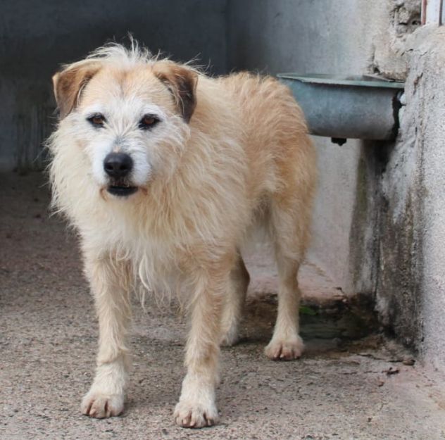 MILO 6 ANNI 15/16 KG taglia media piccola - Foto 2