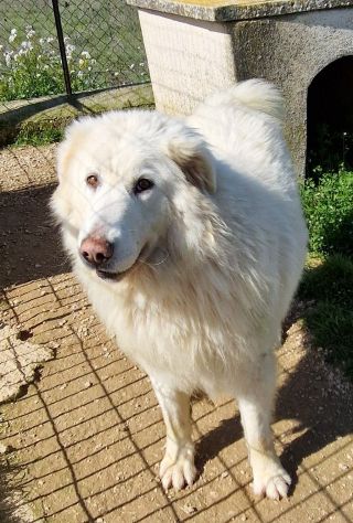 Molly,non deve spegnersi in canile... - Foto 10