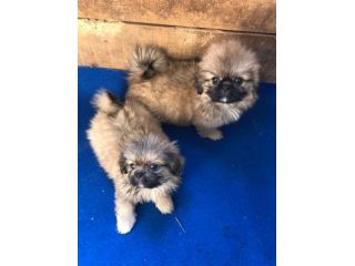 Cuccioli maschietti di Pechinese