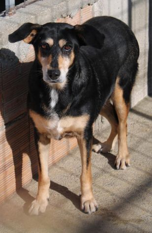 MAYA 7 ANNI taglia media IN CANILE - Foto 3