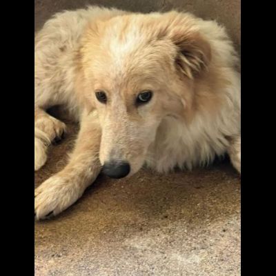 UN'OCCASIONE PER ARMANDINO: cane in adozione nato nel dicembre 2023 - Foto 5