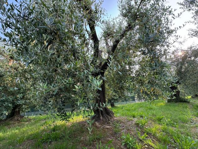 Terreno agricolo in vendita a Ripoli - Cascina 740 mq Rif: 1329214 - Foto 6