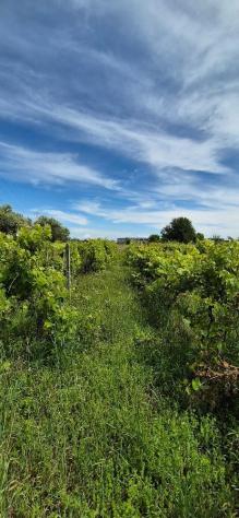 Terreno agricolo in vendita a Titignano - Cascina 2230 mq Rif: 1413652 - Foto 6