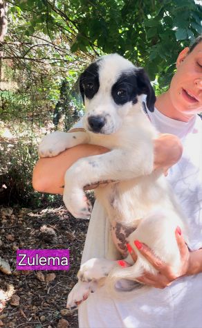 CUCCIOLI IN ADOZIONE - Foto 4