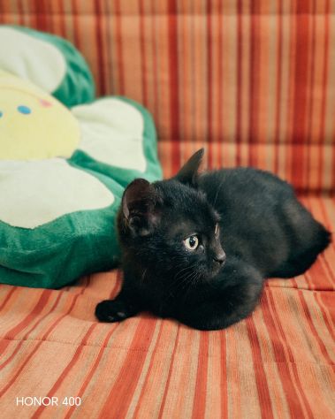 Kata, gattina sfortunata prossima alla scadenza... - Foto 2