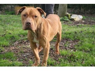 CHOCOLATE, bellissimo pitbull cioccolato