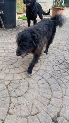 Barbetto spinone cerca famiglia - Foto 3