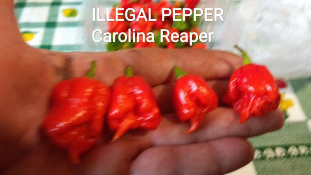 Semi Carolina Reaper, 7 Pot,Habanero, Diavolicchio - Foto 5