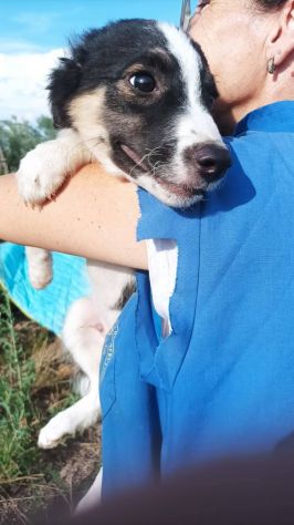 Choco cucciolo mix pastore australiano border collie - Foto 2